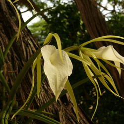 orkidia blanku