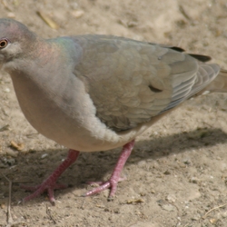 ala duru