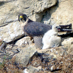 falki peregrino