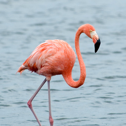 flamingo