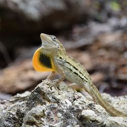 kaku