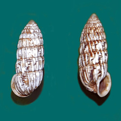 kokolishi kalakuna