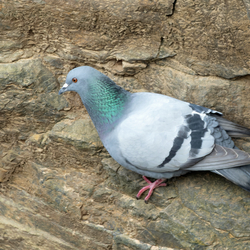palomba