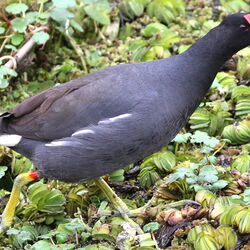 patu pik kòrá