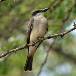 pímpiri gris