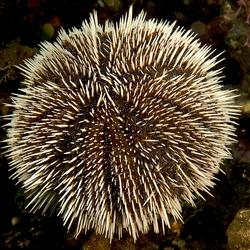 seapel blanku